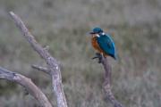 Blauet (Alcedo athis)  2de2