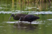 Capó reial. (Plegadis falcinellus)