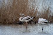 Flamenc (Phoenicopterus ruber)