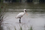 Becplaner (Platalea leucorodia)