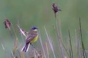 Cuereta torrentera (Motacilla cinerea)