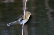 Mosquiter comú, (Phylloscopus collybita)