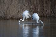 Flamenc (Phoenicopterus ruber)