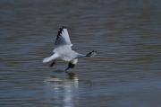 Gavina reidora. (Larus ridibundus)