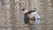 Cabusset (Tachybaptus ruficollis)