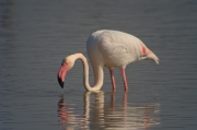 Flamenc (Phoenicopterus ruber)