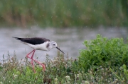 Cames llargues (Himantopus himantopus)