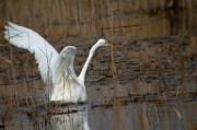 Agró blanc (Ardea alba)