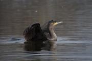 Corb marí gros ( Phalacrocorax carbo ) 1de2