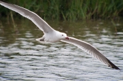 Gavina corsa (Larus audouinii)