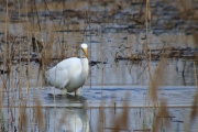 Agró blanc (Ardea alba)