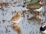 Daurada grossa (Pluvialis apricaria)