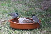 Tallarol de casquet  (Sylvia atricapilla)