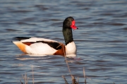 Ànec blanc (Tadorna tadorna)