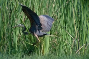 Agró roig (Ardea purpurea)