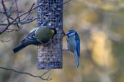 Mallerenga carbonera y Blava (Parus major y caeruleus)