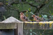 Pinsà comú (Fringilla coelebs)