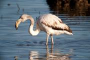 Flamenc (Phoenicopterus ruber)