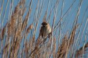 Repicatalons (Emberiza schoeniclus)