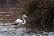 Flamenc (Phoenicopterus ruber)