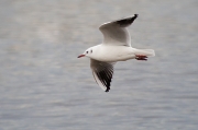 Gavina vulgar (Larus ridibundus)