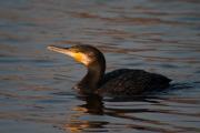 Corb marí gros ( Phalacrocorax carbo )