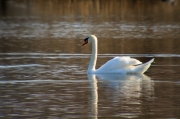 Cigne mut (Cygnus olor)