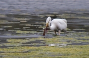 Agró blanc (Ardea alba)