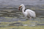 Agró blanc (Ardea alba)