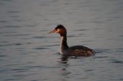 Cabussó emplomallat (Podiceps cristatus)