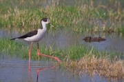 Camesllargues (Himantopus himantopus)