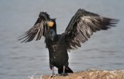 Corb marí gros (Phalacrocorax carbo)