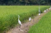 Martinet blanc (Egretta garzetta)