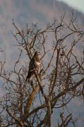 Aligot comú (Buteo buteo)