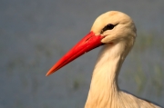 Cigonya blanca (Ciconia ciconia)