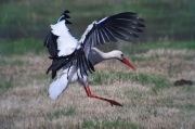 Cigonya blanca (Ciconia ciconia) 2de4