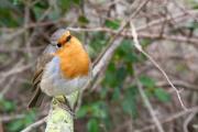 Pit-roig (Erithacus rubecula)