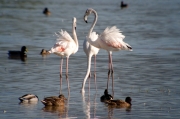 Flamenc (Phoenicopterus roseus)