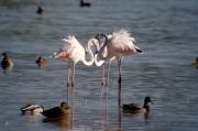 Flamenc (Phoenicopterus roseus)