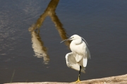Martinet blanc (Egretta garzetta)