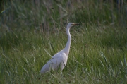 Agró blanc (Ardea alba)