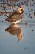 Fredeluga (Vanellus vanellus)