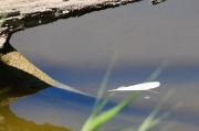Ploma de Martinet blanc (Egretta garzetta)