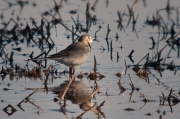 Cuereta blanca vulgar (Motacilla alba)