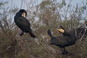 Corb marí gros ( Phalacrocorax carbo )