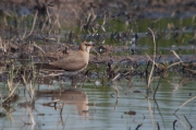 Perdiu de mar (Glareola pratincola)