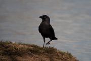 Gralla ( Corvus Monedula )