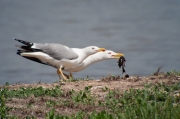 Gavià argentat (Larus michahellis)