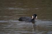 Fotja vulgar (Fulica atra)