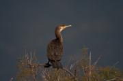 Corb marí gros ( Phalacrocorax carbo )